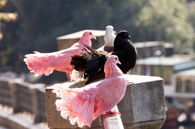 择回到巴西 择回到巴西