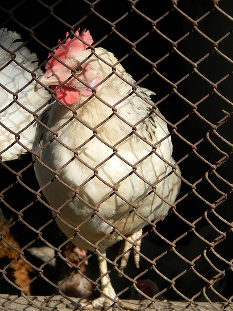 也大大增强 也大大增强